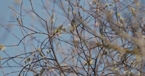 Willow Tit or Poecile montanus in Spring nature scene with a wild songbird Stock Footage 342942818