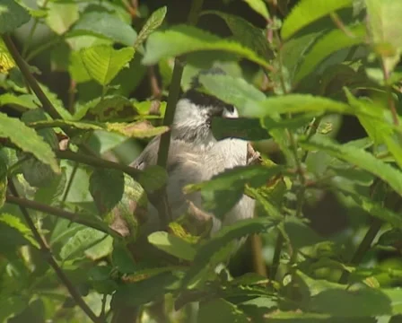 Willow Tit perched on a branch, singing Stock Footage 49770074