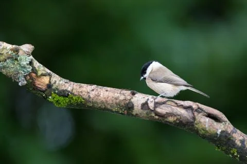 Willow tit Stock Photos
