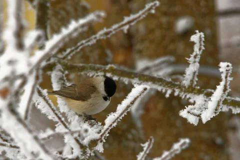 Willow tit Stock Photos