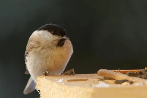 Willow tit Stock Photos