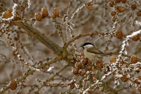 Willow tit Foto stock