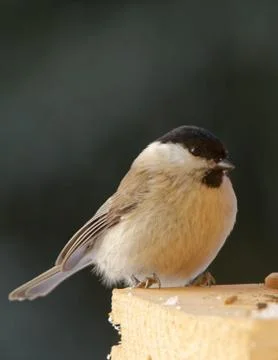 Willow tit Stock Photos