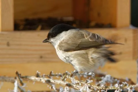 Willow tit Stock Photos