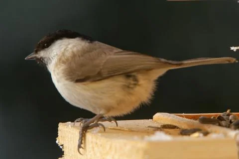 Willow tit Foto stock