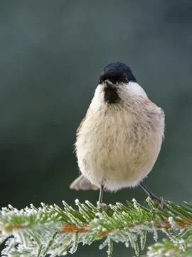Willow tit Stock Photos