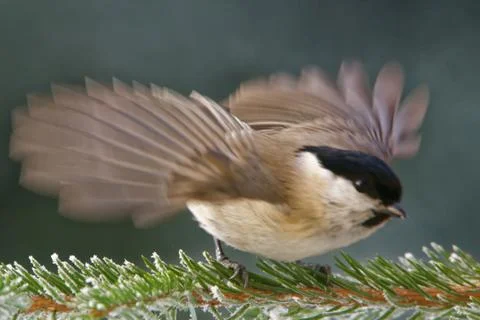 Willow tit Stock Photos