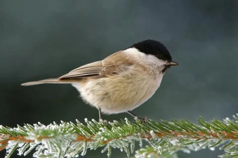 Willow tit Stock Photos