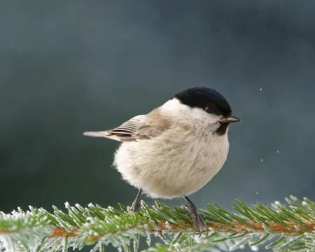 Willow tit Foto stock