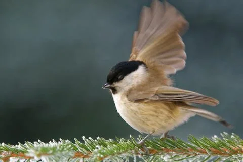Willow tit Stock Photos