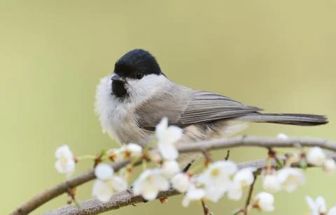 Willow tit Stock Photos
