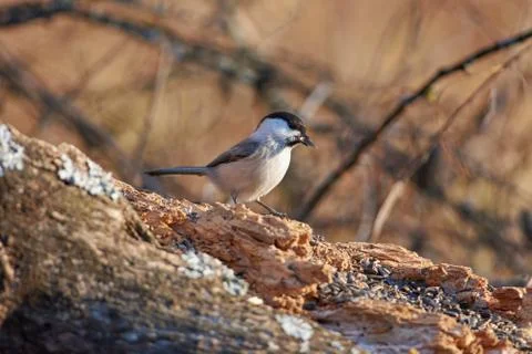 Willow tit sits on a dry log with a seed in its beak (in the autumn forest pa 스톡 사진
