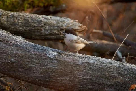 Willow tit sits on a fallen log with sunflower seeds in its beak in late autu Stock Photos