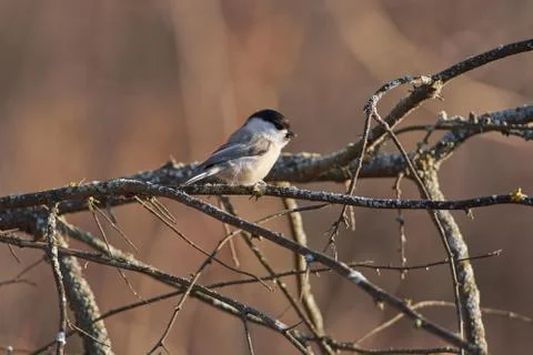 Willow tit sits on a thin branch covered with lichen in a forest park in late Foto stock
