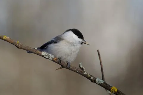 Willow tit sitting on a thin twig with peeled sunflower seeds in the beak. Stock Photos