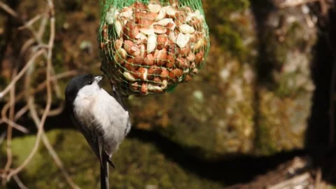 Willow Tit in slow motion on a bag of peanuts Stock Footage 153878214
