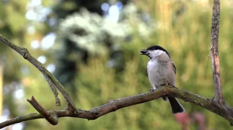 Willow tit - slow motion Video stock 44093498