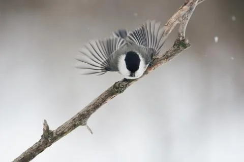 Willow tit spread its wings, ready to fly for food. Stock Photos