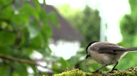 Willow tit  in summer Stock Footage 40301373