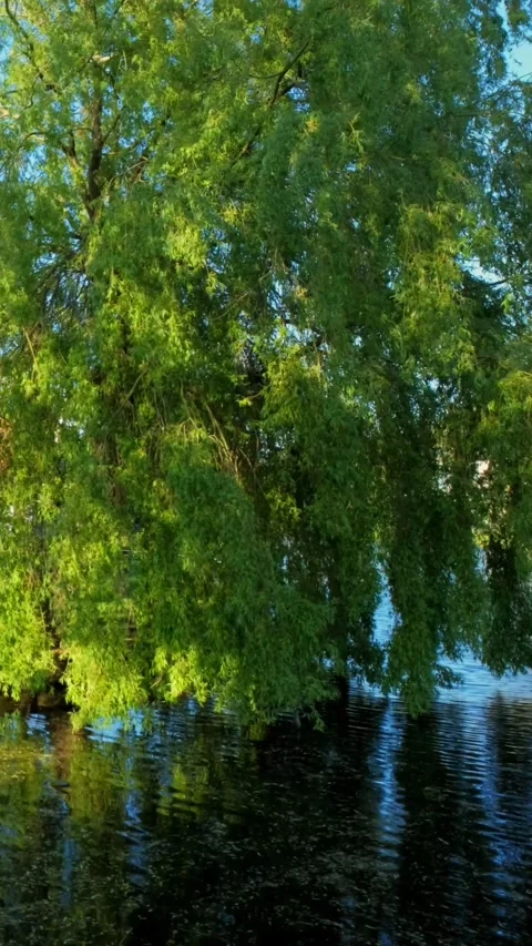 Willow tree above river Stock Footage 346148243