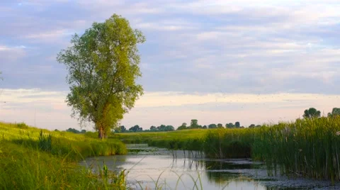 Willow Tree above water on sunset . Flock of rooks and seagul flying Stock Footage 64269422