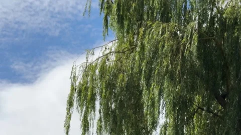 Willow tree against sky clouds. Stock Footage 342280084