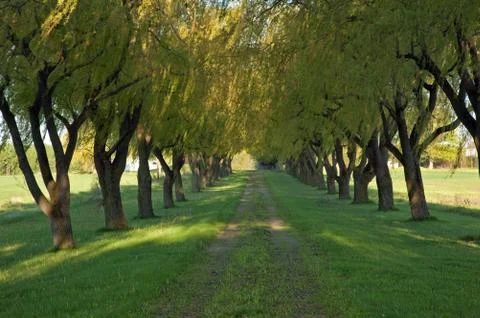 Willow tree alley Stock Photos