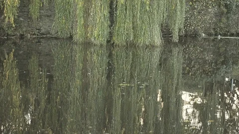 Willow tree and reflection in water 스톡 동영상 98710297