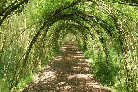 Willow Tree Arches. Stock Photos
