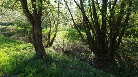 Willow tree in back lit of the sun Stock Footage 129514440