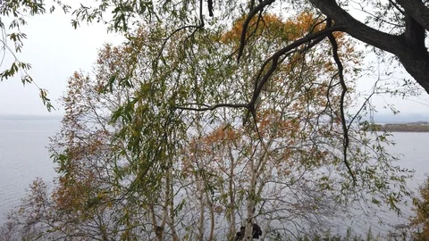 Willow tree on the background of the sea landscape. 库存影片 121388522