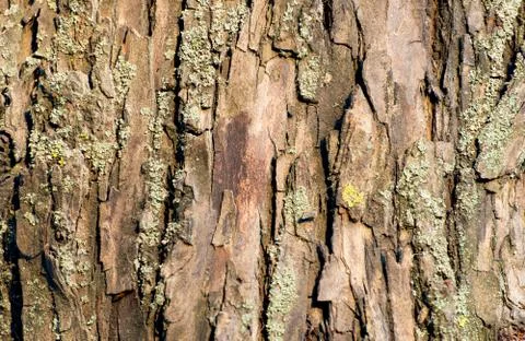 Willow tree bark Stock Photos