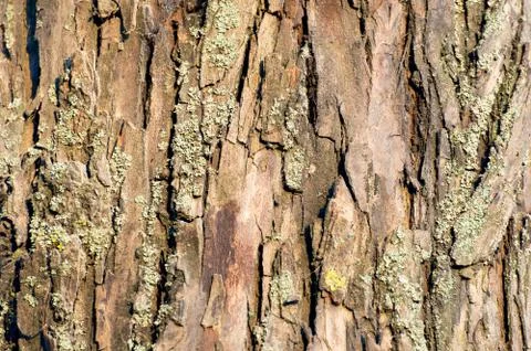 Willow tree bark Fotos de archivo