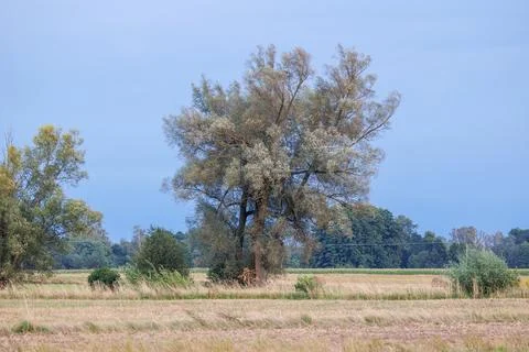 Willow tree beside fields, Poland Stockfoto's