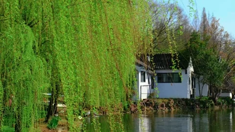 Willow tree beside a riverside cottage Stock Footage 342005326