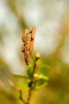 Willow tree bloom isolated on blur background. Stock Photos