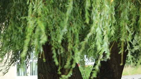 Willow tree blowing in the storm weather 스톡 동영상 138036228