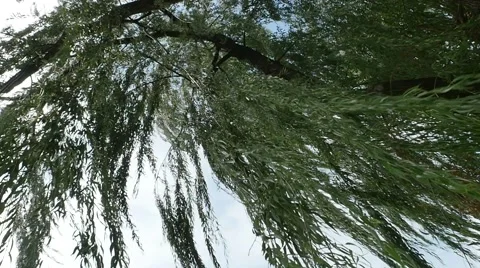 Willow Tree Blowing in Wind and Looking Through Tree in Slow Motion Stock Footage 54161263