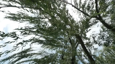 Willow Tree Blowing in Wind and Looking Through Tree in Slow Motion Stock Footage 54161675