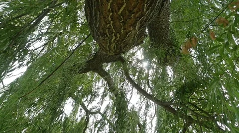 Willow Tree Blowing in Wind and Looking Through Tree in Slow Motion Stock Footage 54161943