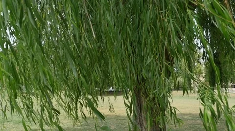 Willow Tree Blowing in Wind and Looking Through Tree in Slow Motion Stock Footage 54162296