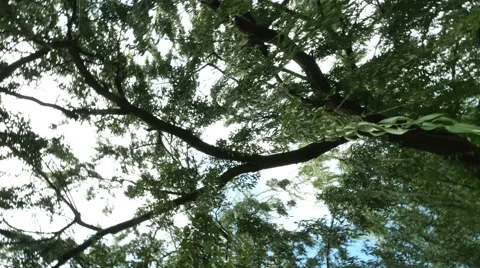 Willow Tree Blowing in Wind and Looking Through Tree, 4K Vidéo 54166696