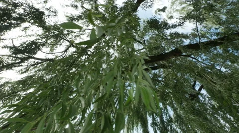Willow Tree Blowing in Wind and Looking Through Tree, 4K Stock Footage 54168076