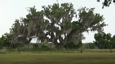 Willow Tree Blowing in the Wind Stock Footage 34174456