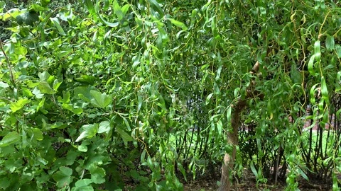 Willow tree blowing in the wind Stock Footage 104453375