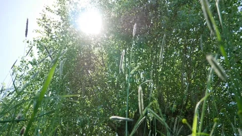 This willow tree is blowing in the wind, leaves rustling in a summer Stock Footage 131821521
