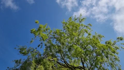 Willow Tree Blowing in the Wind on a Sunny Day With Light Clouds Stock Footage 184673622