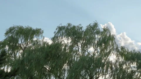 The willow tree is blown by the wind, the blue sky and white clouds Stock Footage 247534309