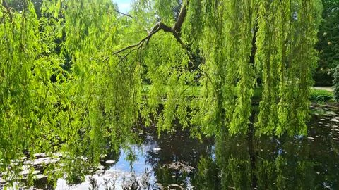 The willow tree bowed its branches to the surface of the pond water Stock Photos