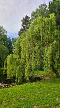 The willow tree bowed its branches to the surface of the pond water Stock Photos